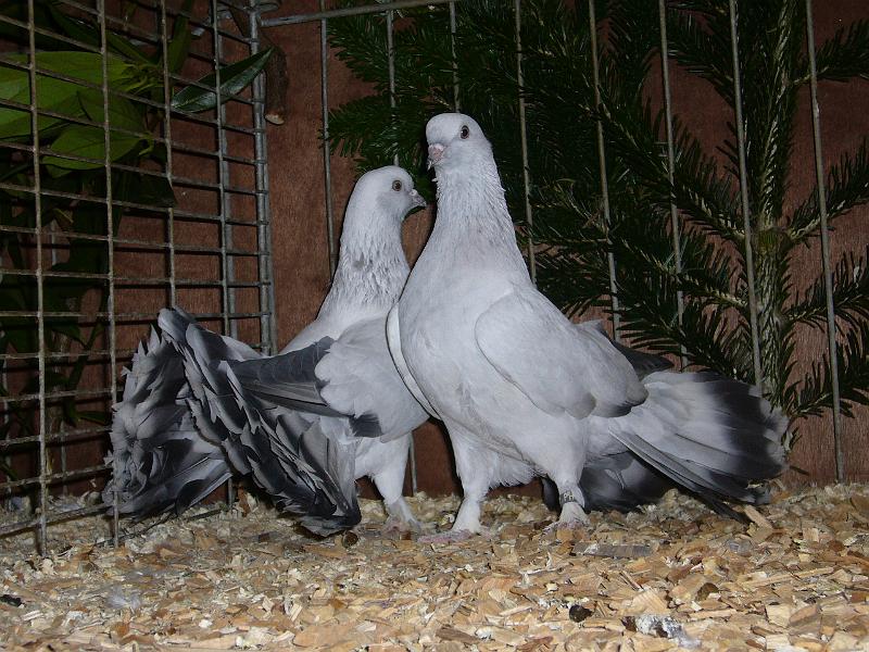 Ortsschau Langenberg 2008 180.jpg - Seldschunken-Tümmler eisfarbig von Martin Schmidt ohne Binden